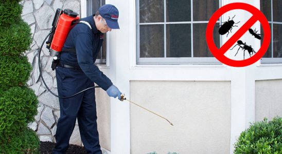 Şile Bit İlaçlama böcek ilaçlama ve haşere kontrolü — ilaclama-tr.com